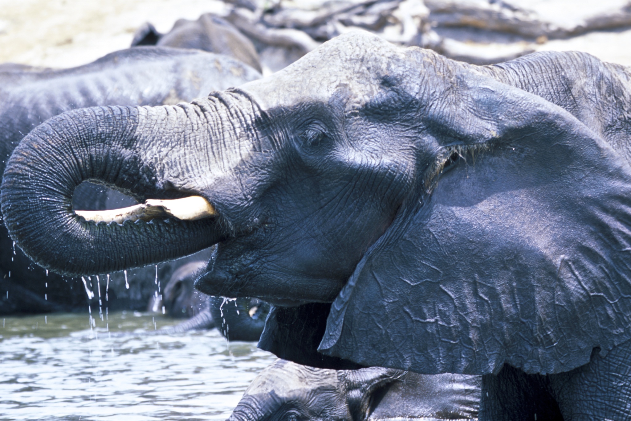 Elephant in Namibia